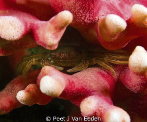 The hide away

Cape rock crab in coldvwater noble coral... by Peet J Van Eeden 